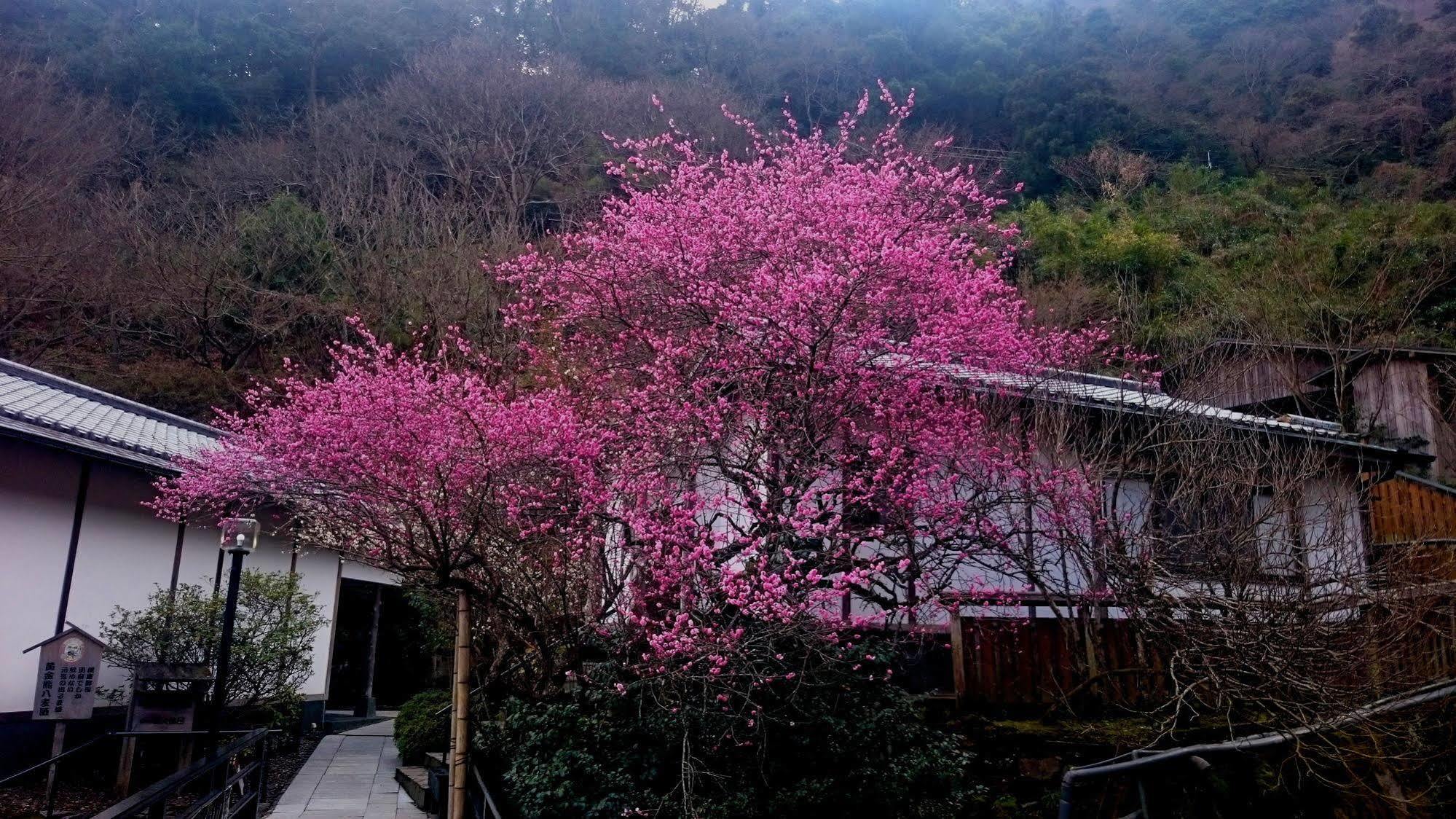 Beppu Showaen Exteriér fotografie